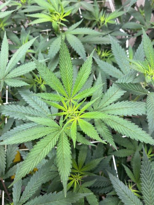 cosmic cheddar f1 revegetation. Week 1