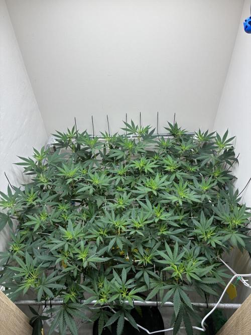 cosmic cheddar f1 revegetation. Week 1