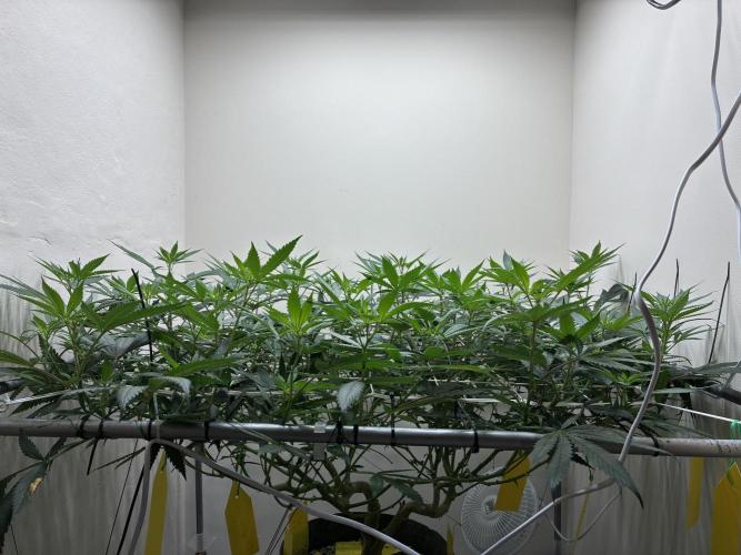 cosmic cheddar f1 revegetation. Week 1