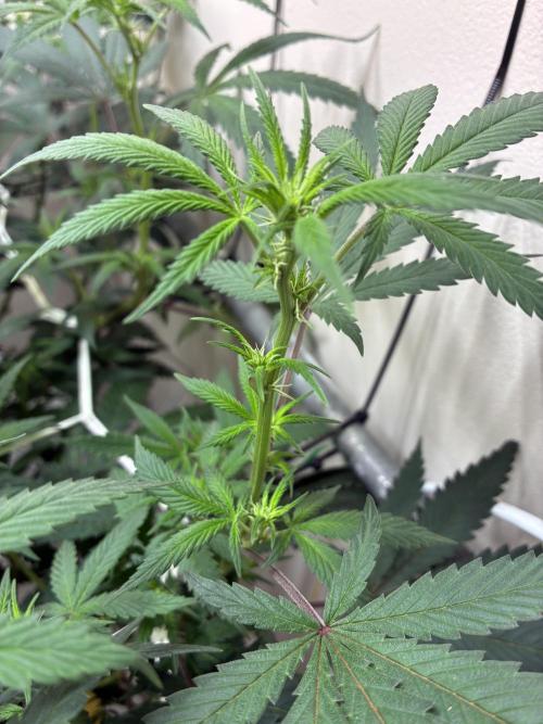 cosmic cheddar f1 revegetation. Week 2