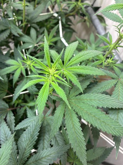 cosmic cheddar f1 revegetation. Week 2