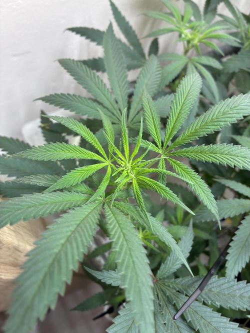 cosmic cheddar f1 revegetation. Week 2