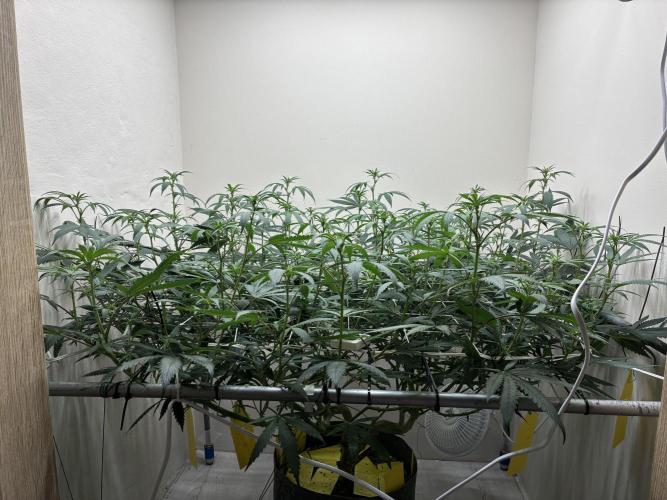 cosmic cheddar f1 revegetation. Week 2