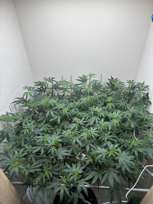 cosmic cheddar f1 revegetation. Week 2