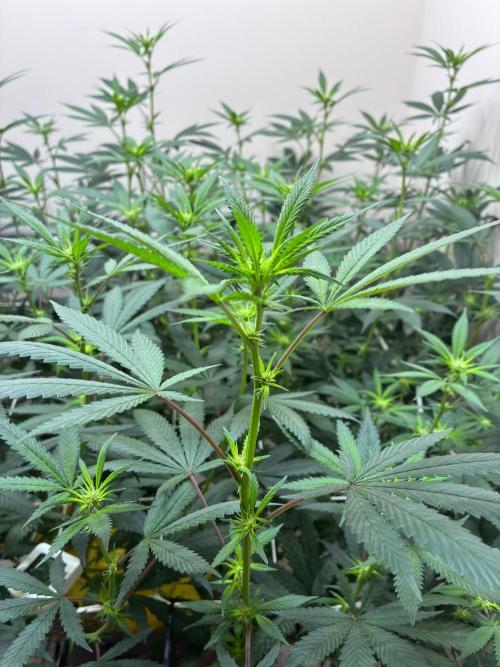 cosmic cheddar f1 revegetation. Week 2