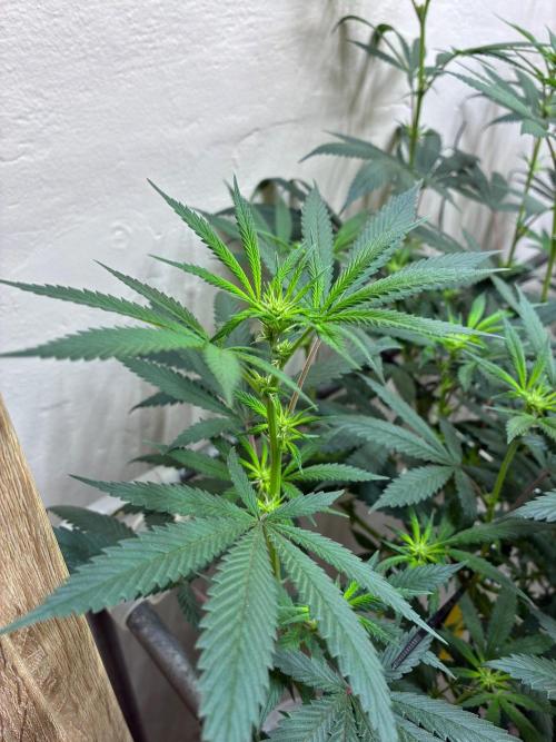 cosmic cheddar f1 revegetation. Week 2