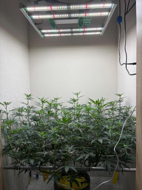 cosmic cheddar f1 revegetation. Week 2