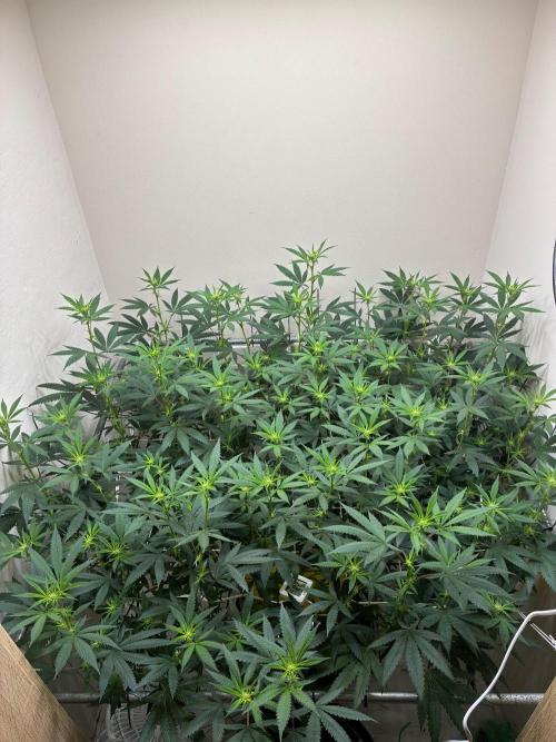 cosmic cheddar f1 revegetation. Week 2