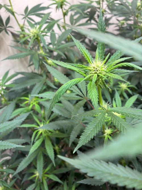 cosmic cheddar f1 revegetation. Week 3
