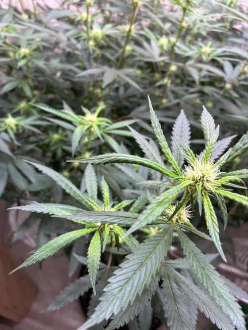 cosmic cheddar f1 revegetation. Week 3