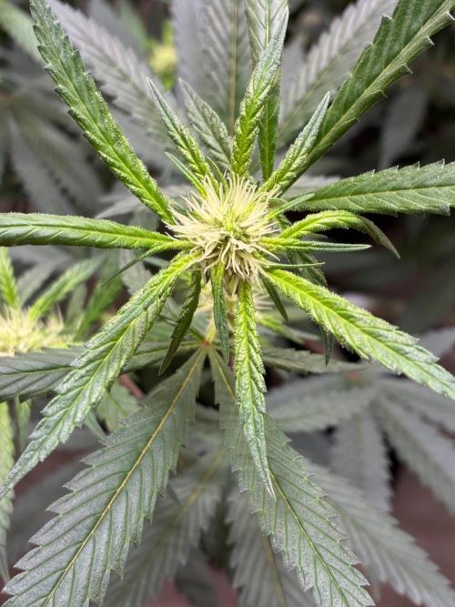 cosmic cheddar f1 revegetation. Week 3