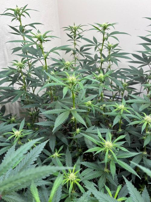 cosmic cheddar f1 revegetation. Week 3