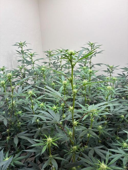 cosmic cheddar f1 revegetation. Week 3