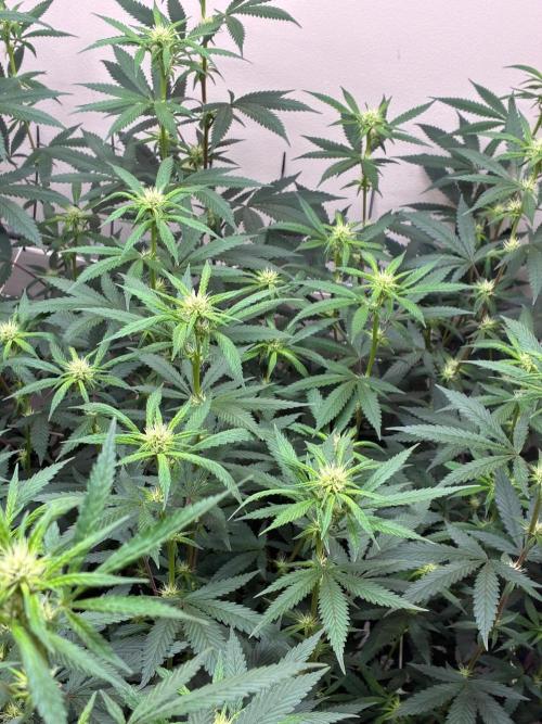 cosmic cheddar f1 revegetation. Week 3