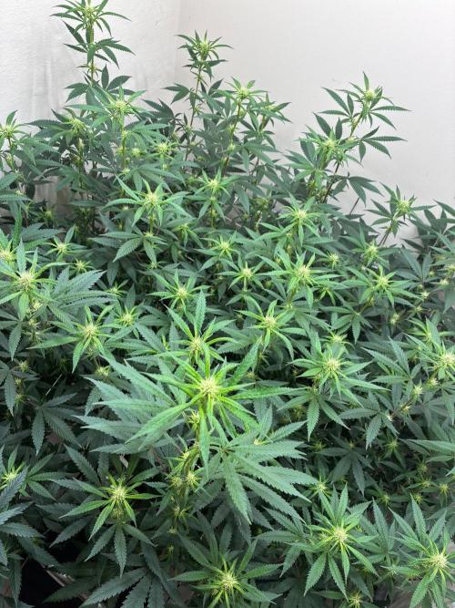 cosmic cheddar f1 revegetation. Week 3