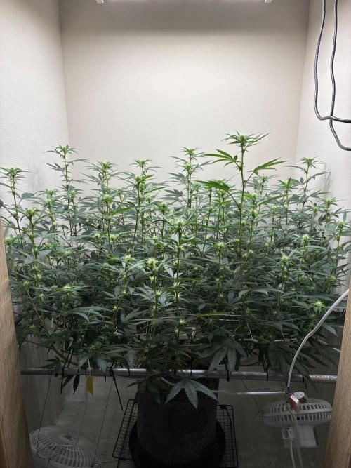 cosmic cheddar f1 revegetation. Week 3
