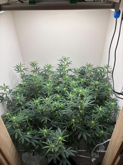cosmic cheddar f1 revegetation. Week 3