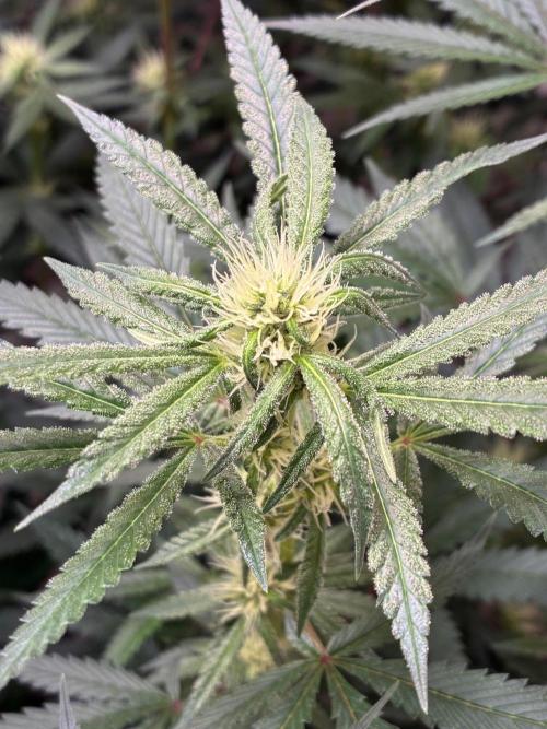 cosmic cheddar f1 revegetation. Week 4