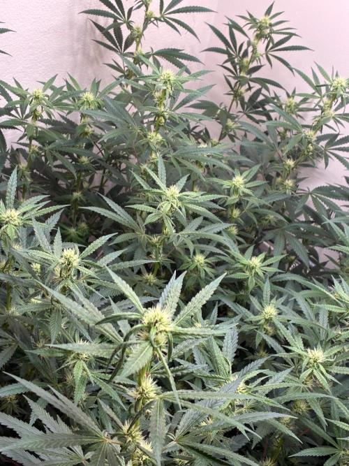 cosmic cheddar f1 revegetation. Week 4