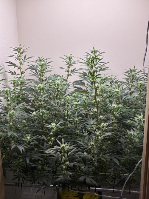 cosmic cheddar f1 revegetation. Week 4