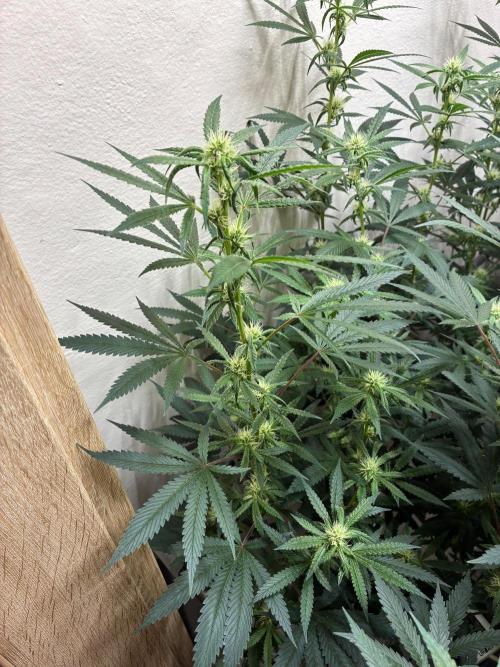 cosmic cheddar f1 revegetation. Week 4