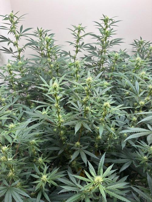 cosmic cheddar f1 revegetation. Week 4