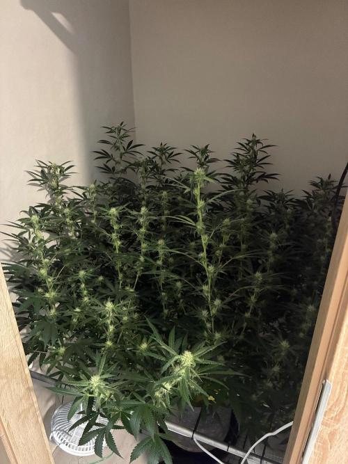 Cosmic Cheddar F1. Week 4