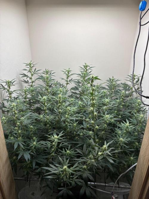 cosmic cheddar f1 revegetation. Week 4