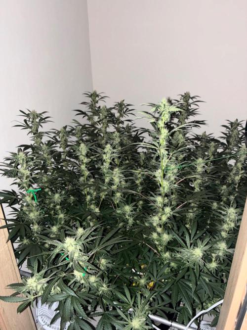 cosmic cheddar f1 revegetation. Week 5