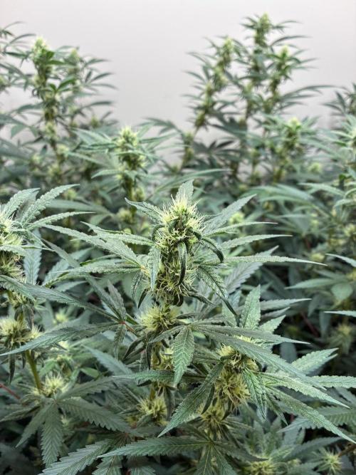 cosmic cheddar f1 revegetation. Week 5