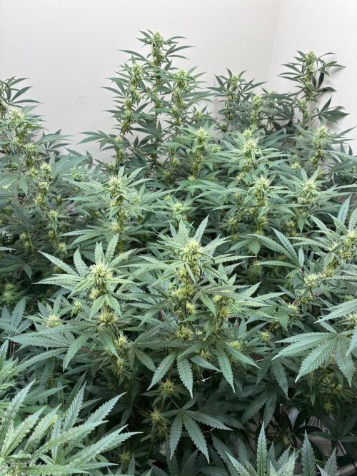 cosmic cheddar f1 revegetation. Week 5