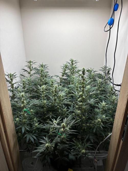 cosmic cheddar f1 revegetation. Week 5