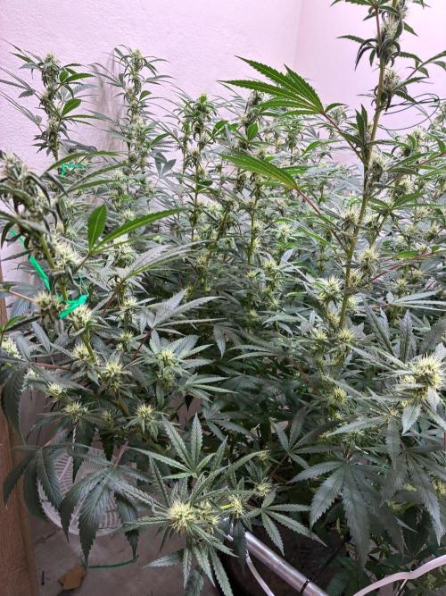 cosmic cheddar f1 revegetation. Week 5