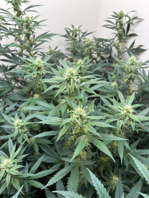 Cosmic Cheddar F1. Week 5
