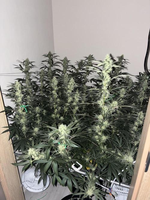 cosmic cheddar f1 revegetation. Week 6