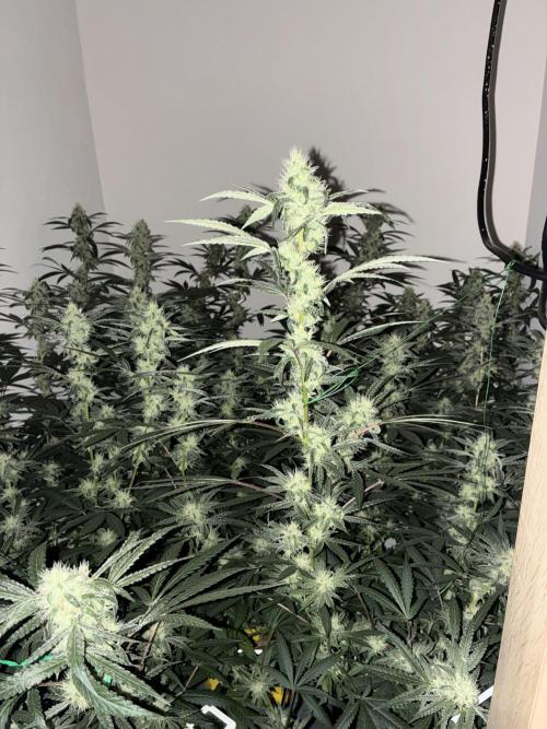 cosmic cheddar f1 revegetation. Week 6