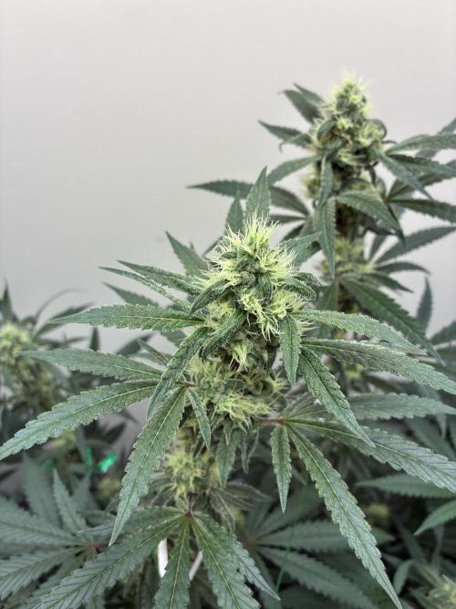 cosmic cheddar f1 revegetation. Week 6