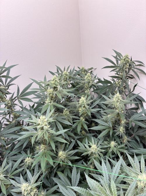 cosmic cheddar f1 revegetation. Week 6