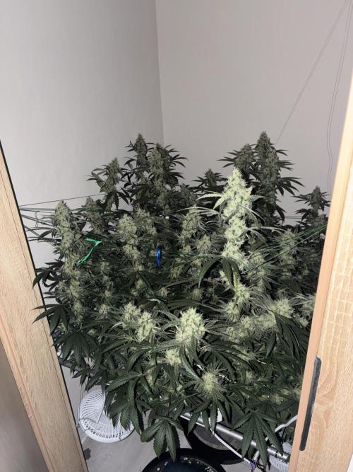 cosmic cheddar f1 revegetation. Week 8