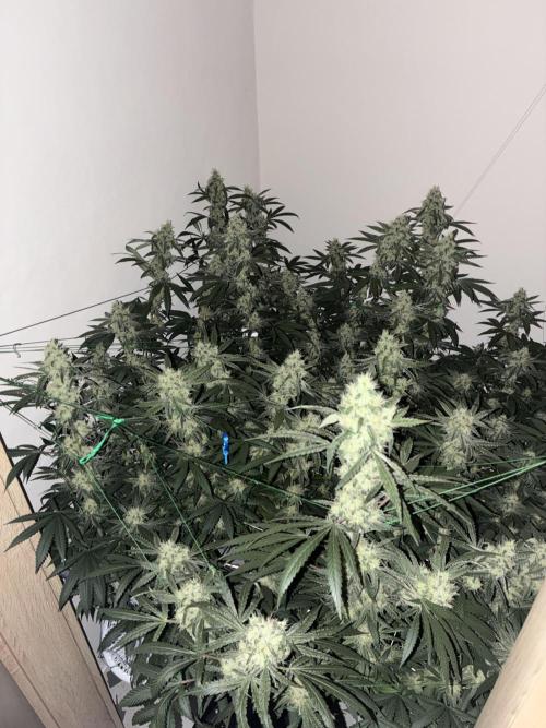 cosmic cheddar f1 revegetation. Week 8