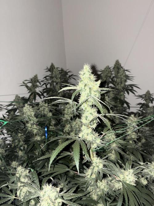 cosmic cheddar f1 revegetation. Week 8