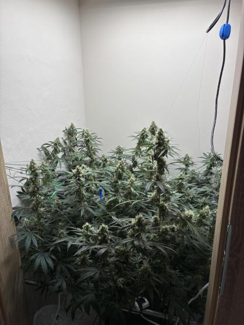 cosmic cheddar f1 revegetation. Week 8