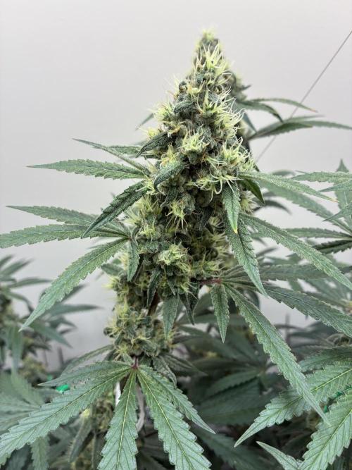 cosmic cheddar f1 revegetation. Week 8