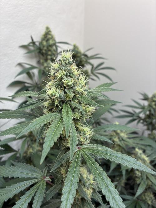 cosmic cheddar f1 revegetation. Week 8