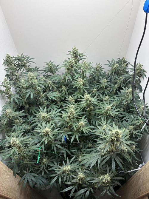 cosmic cheddar f1 revegetation. Week 8