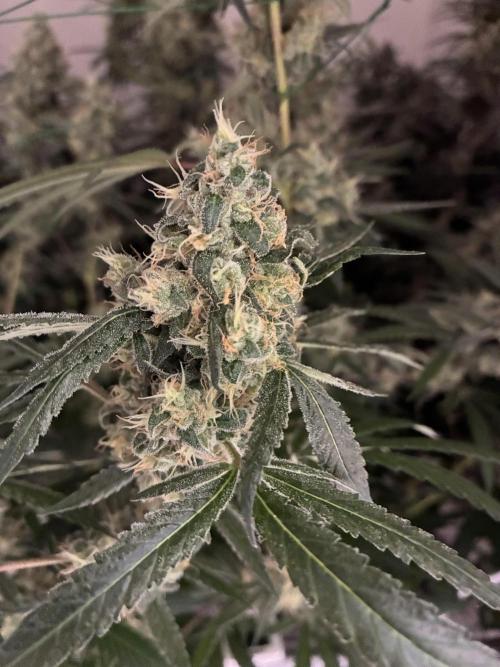 cosmic cheddar f1 revegetation. Week 9