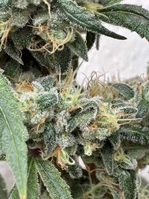 cosmic cheddar f1 revegetation. Week 9