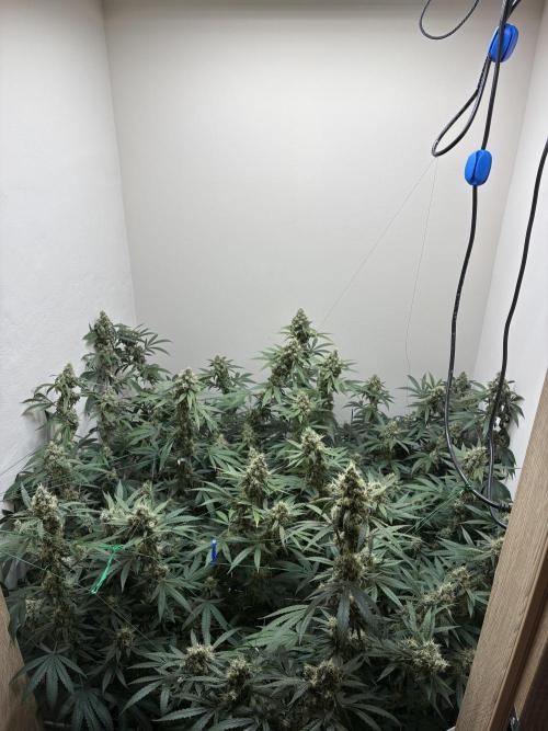 cosmic cheddar f1 revegetation. Week 9