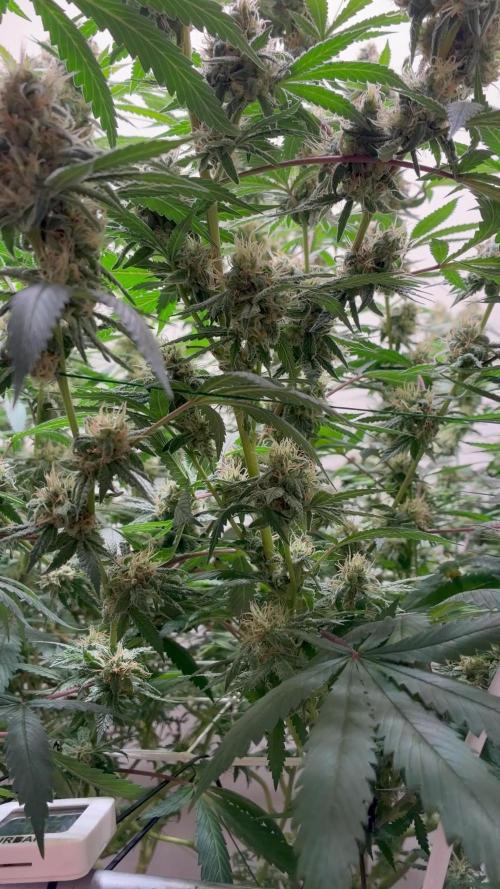 cosmic cheddar f1 revegetation