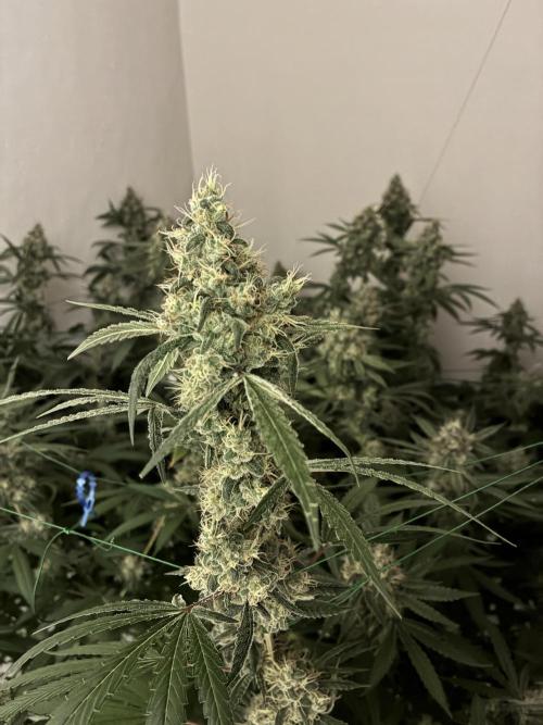 cosmic cheddar f1 revegetation. Week 9